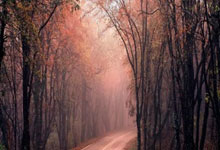 不朽情缘电子游戏网址：NBA／父子较劲成练球乐趣 戴维斯：詹姆斯被迫提升状态.